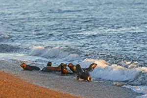 South American Sealion - on beach. Punta Norte - Valdes peninsula - Argentina formerly Otaria byronia