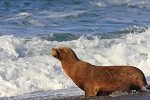 South American Sealion - on beach. Punta Norte - Valdes peninsula - Argentina. formerly Otaria byronia