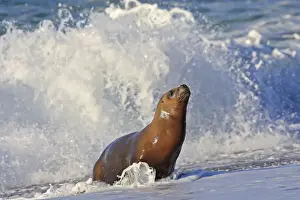 South American Sealion - on beach in surf. Punta Norte - Valdes peninsula - Argentina. formerly Otaria byronia
