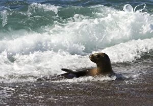 South American Sealion - Cooling down in the surf