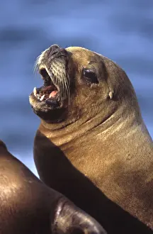 Sea Lion Prints: South American Sealion - Female Coast of Patagonia, Argentina