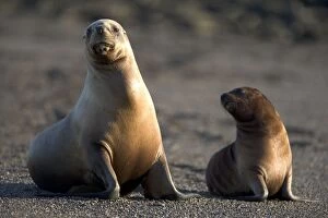 South American Sealion - Female and pup