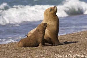 Images Dated 12th April 2005: South American Sealion - Female and pup Coast of Patagonia, Argentina