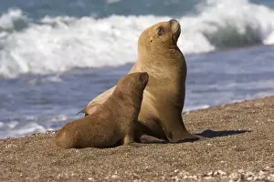 South American Sealion - Female and pup Coast of Patagonia, Argentina