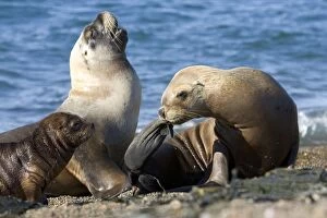 Images Dated 15th April 2005: South American Sealion - Females, and pup Coast of Patagonia, Argentina