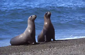 Sea Lion Prints: South American Sealion - Two females returning from fishing Coast of Patagonia, Argentina