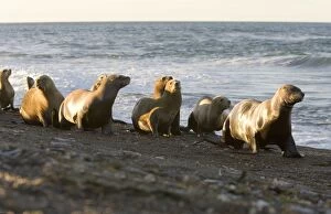 South American Sealion - Group of adult female sealions walking on the beach rather than swimming along the shore to