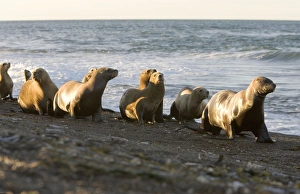 South American Sealion - Group of adult female sealions walking on the beach rather than swimming along the shore to cross an area where killer whales / Orcas wait to capture sealion pups South American Sealion - Group of adult female sealions walking on the beach rather than swimming along the shore to cross an area where killer whales / Orcas wait to capture sealion pups