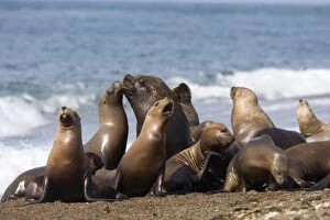 South American Sealion - Group of one male and several females resting on the beach