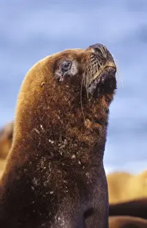 Sea Lion Prints: South American Sealion - Male Coast of Patagonia, Argentina
