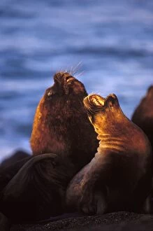 South American Sealion - Male and female