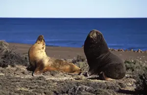 Sea Lion Prints: South American Sealion - Male and female, courtship Coast of Patagonia, Argentina