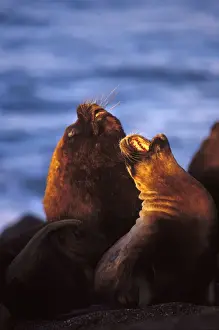 South American Sealion - Male and female Coast of Patagonia, Argentina