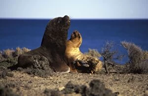South American Sealion - Male and female, courtship