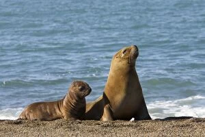 South American Sealion - Mother and pup