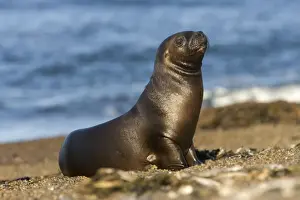 Sea Lion Prints: South American Sealion, pup Coast of Patagonia, Argentina