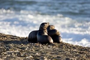 South American Sealion - pups on a beach at Punta Norte