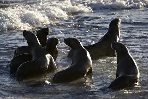Images Dated 29th March 2006: South American Sealion Valdes Peninsula, Patagonia, Argentina