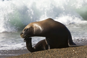 Images Dated 31st March 2006: South American Sealion Valdes Peninsula, Patagonia, Argentina