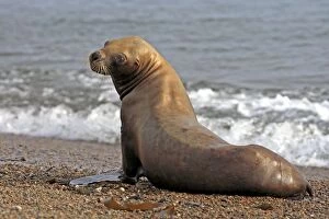 Sea Lions Gallery: South American / Southern / Patagonian Sea Lion(formerly Ot South American / Southern / Patagonian)