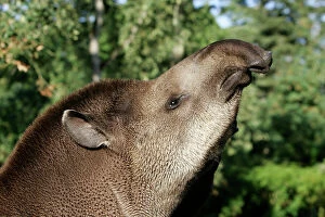 Images Dated 24th September 2004: South American Tapir