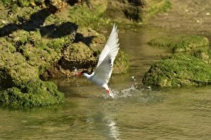 South American Tern - in flight with fish prey