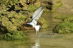 Images Dated 31st December 2013: South American Tern - in flight with fish prey