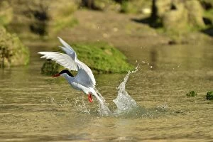 Images Dated 31st December 2013: South American Tern - in flight fishing