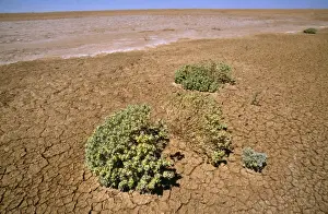 Cracked Prints: South Australia - dry lake bed with Pop Saltbush (Atriplex holocarpa) Lake Eyre National Park