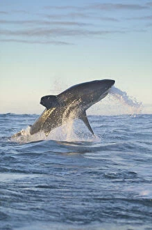 Breaching Gallery: South Cape Town. A great white shark propels