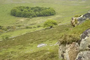 Moor Prints: South Common Plantation (Roundwood) from Bagga Tor Dartmoor National Park