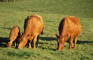 South Devon Cattle - grazing