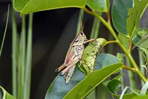 South-eastern Lubber Grasshopper. Flightless. Occurs along roadsides, field edges and in gardens feeding on various herbaceous plants. Foul-smelling fluid exuded if handled; distasteful to predators