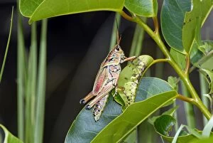 Images Dated 3rd June 2006: South-eastern Lubber Grasshopper. Flightless. Occurs along roadsides, field edges