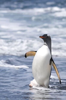 South Georgia, Cooper Bay, Gentoo Penguin