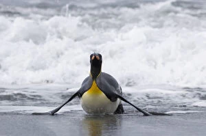 South Georgia, Cooper Bay. King penguin