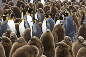 Crowd Gallery: South Georgia, Gold Harbour. King penguin