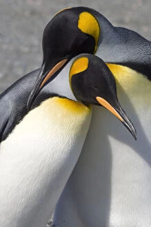 Affectionate Gallery: South Georgia, Gold Harbour. King penguins