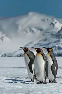 Walk Gallery: South Georgia Island. Group of king penguins walk