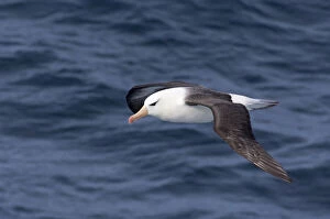 Images Dated 30th June 2010: South Georgia Island, Smaaland Cove. Black-browed