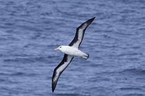Images Dated 30th June 2010: South Georgia Island, Smaaland Cove. Black-browed