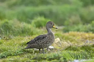 South Georgia Pintail Anas georgica race georgica Grytviken South Georgia BI007266