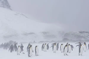 Blizzard Gallery: South Georgia, St. Andrews Bay. King penguin