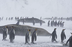 South Georgia, St. Andrews Bay. King penguins