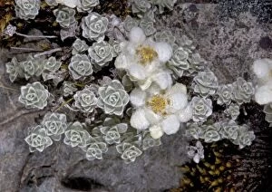 Images Dated 20th January 2005: South Island Edelweiss; southern alps, South Island, New Zealand