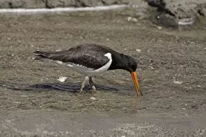 Images Dated 15th July 2008: South Island Pied Oystercatcher