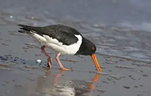 North Island Prints: South Island Pied Oystercatcher - feeding - near Thames - North Island, New Zealand