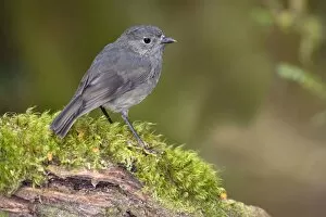 South Island Robin - adult sitting on a moss-covered branch in lush temperate rainforest