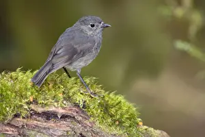 South Island Robin adult sitting on a moss-covered branch in lush temperate rainforest Fjordland National Park, South Island, New Zealand