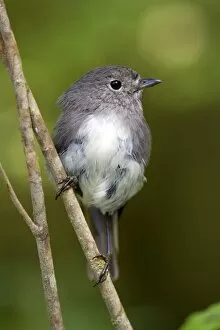 South Island Robin - adult sitting on a twig in lush temperate rainforest